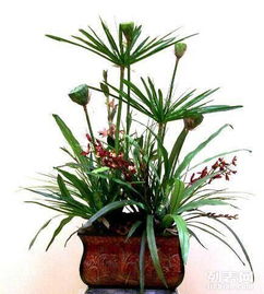 重慶主城植物租賃全解析 大花蕙蘭、綠蘿、發財樹與鮮花綠植租借服務