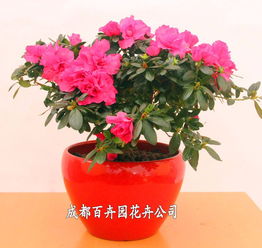 成都辦公室花卉綠植租借指南 價(jià)格、方案與配送全解析